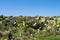 Cactus plants along coastal trail in Riserva Naturale Oasi Faunistica di Vendicari, Sicily, Italy.