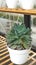 Cactus plants as ornamental plants beautify the room