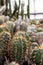 Cactus plants. Astrophytum is a species of cactus plant in the genus Astrophytum.