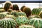 Cactus plants. Astrophytum is a species of cactus plant in the genus Astrophytum.