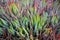 Cactus plants closeup - succulent plants macro