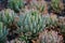 Cactus plants closeup - succulent plants macro Aloe nobilis