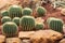 Cactus plants, desert plants,nature.