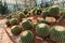 Cactus plants, desert plants,nature.