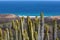 Cactus plants in Fuerteventura