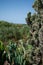 Cactus plants, giant green succulent plant, olive trees landscape