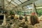 Cactus plants in greenhouse interior