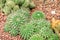 Cactus plants group,desert plants