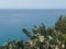 Cactus plants growing along the Sardinian coast