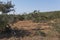 Cactus plants in the Karoo