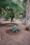 Cactus plants in the Majorelle garden in Marrakech