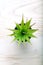 cactus plants or plastic or fake tree. green succulent top view. Copy space