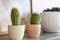 Cactus plants in pots in indoor setting