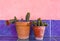 Cactus Plants on Purle Tile Surface
