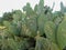 Cactus plants showing damage from vandalism and graffiti where people have carved initials and symbols onto their surface