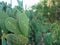 Cactus plants showing damage from vandalism and graffiti where people have carved initials and symbols onto their surface