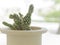 Cactus plants in white pot with blur background, succulent plant