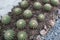 Cactus is popular for ornamental plant in contemporary garden design