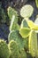 Cactus in the port on Ligurian coast