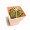Cactus in pot. Aloe and other cactus type in ceramic pot.