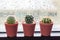 Cactus in pot displayed on window with water drops of rain