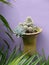 Cactus in pot hanging on purple wall