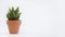 Cactus pot isolated on a white background and brown clay pot, view with copy space for input the text. Designer workspace on the o