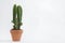 Cactus pot isolated on a white background and brown clay pot, view with copy space for input the text. Designer workspace on the o