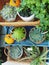 Cactus in pot plant Succulent on wooden shelf Home gardening Hobby leisure