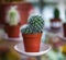 Cactus in the pot - prickly indoor flower