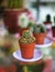 Cactus in the pot - prickly indoor flower