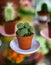 Cactus in the pot - prickly indoor flower