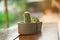 Cactus in a pot on the table in the garden