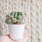 Cactus in pot in thewoman hand on natural macrame background. Eco style with green plant. Cozy home decoration concept. Copy space