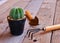 Cactus in the pot with trowel,hook