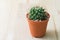 Cactus in pot on woody background vintage