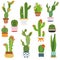 Cactus pots. Home plants cacti flowers in ceramic pot succulent plant, cactuses with prickles flora garden