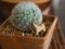 Cactus in pots and little dolls