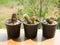 Cactus in pots placed on a wooden table