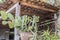 Cactus in pots on a terrace with shingle roof