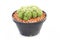 Cactus Potted Plant.