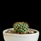 Cactus potted plant - stylish natural decor