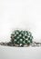 Cactus potted plant - stylish natural decor