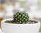 Cactus potted plant - stylish natural decor