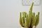 Cactus,Potted seedlings, sprout, flower cultivation