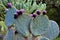 Cactus prickly pear with purple buds detail