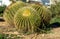 Cactus on the promenade of Colonia de Sant Jordi