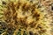 Cactus on the promenade of Colonia de Sant Jordi