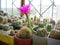 Cactus Pseudolobivia kermesina with large carmine flowers