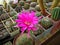 Cactus Pseudolobivia kermesina with large carmine flowers